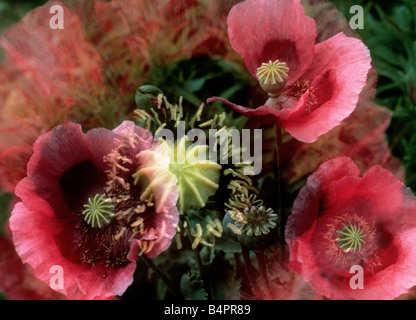 Rote Mohnblumen, Papaver rhoeas Soft Focus. Eine jährlich erbaute Zierwildblume. Querformat Doppelbelichtung Stockfoto