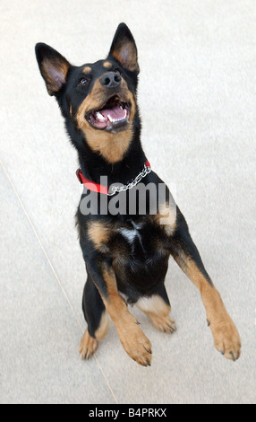 Ein Deutscher Schäferhund Welpe Hund gesehen hier tanzen Stockfoto