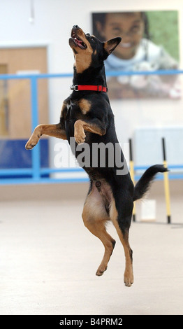 Ein Deutscher Schäferhund Welpe Hund gesehen hier tanzen Stockfoto