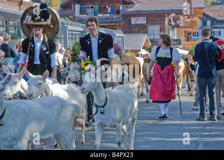 Schweizer Männer und Frauen in traditionellen Trachten gekleidet führen ihre Kühe und Ziegen in der jährlichen Alpenfest-Parade. Stockfoto