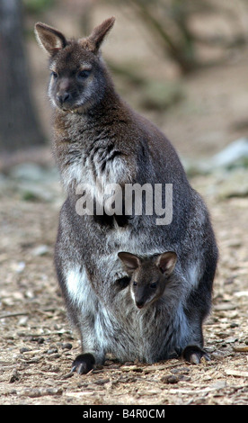 Ein Neuankömmling im Naturzentrum in Bilovec Straße in Birmingham noch lassen Sie ihre Mutter s pouch dieses Baby-Wallaby braucht ein Joey einen Blick herum an seine neue Welt Stockfoto