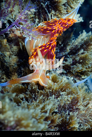 Eine rote, gelbe und blaue Farbige Nacktschnecken oder Seeschnecke macht seinen Weg über ein Riff in der portugiesischen Algarve-Meer. Stockfoto