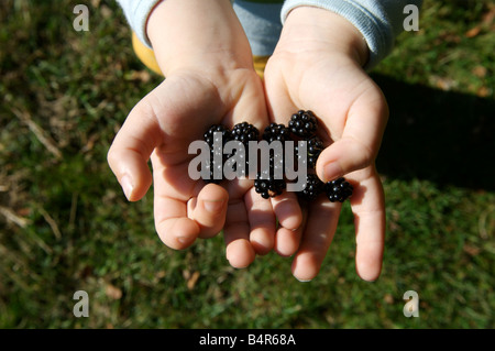 Ein Junge hält frisch gepflückt wilde Brombeeren Stockfoto