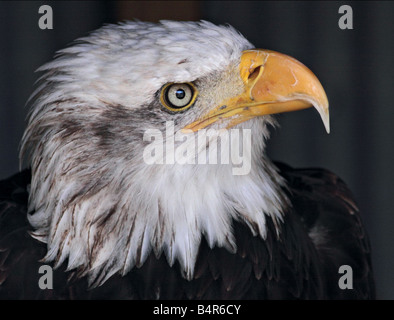 Alaska-Weißkopf-Seeadler (Haliaeetus Leucocephalus) Porträt, UK Stockfoto