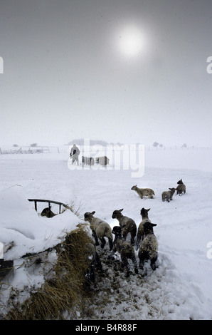 Aufnahmen im Schnee Winter Wetter Februar 2004 Bauer aus Wäldern nahe Bauernhof Wingate füttern seine Schafe und Lämmer während der Schneestürme, dass schlagen County Durham Stockfoto