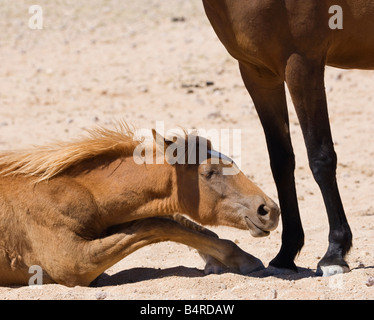 Namibia-Namib Wüste Pferd wildes Tier Afrika Stockfoto