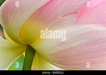 Heilige Lotusblume Stockfoto