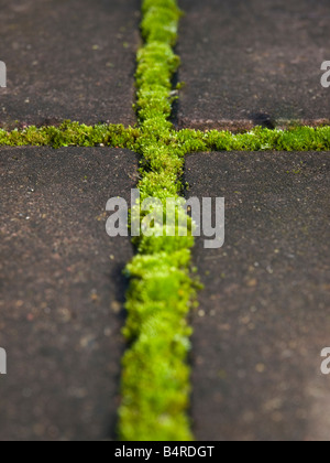 Moos zwischen Pflastersteinen Stockfoto