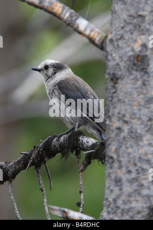 Grau-Jay Perisoreus Canadensis sitzend auf Ast des Baumes am Fishing Bridge Yellowstone Park im Juli Stockfoto