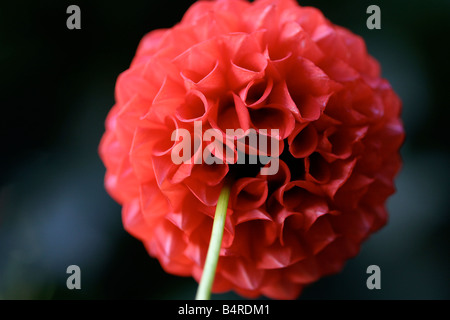 Roter Mini Ball Dahlie Stockfoto