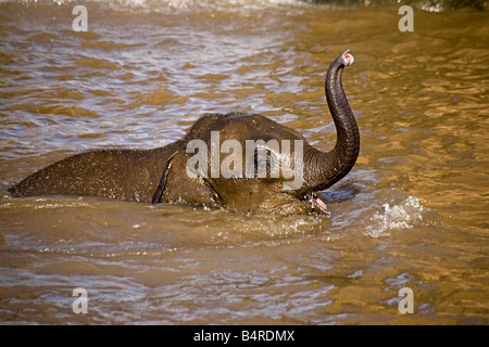 Ein sehr junges Baby Elefant spielt beim Baden in einem See Stockfoto