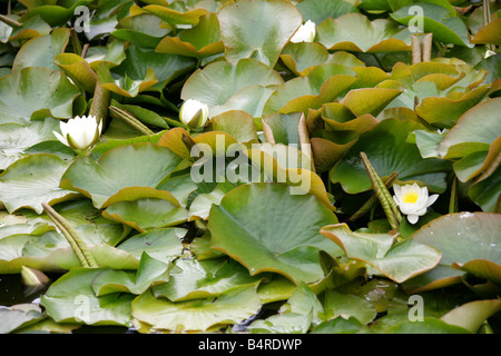 Europäische weiße Wasserlilie, Europäische Weiße Seerose, White Lily Pond oder weiße Seerose, Nymphaea Alba, polaren Stockfoto