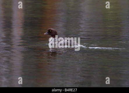 Gemeinsamen Goldeneye Bucephala Clangula weiblich Fütterung am Teich im Yellowstone Park im Juli Stockfoto