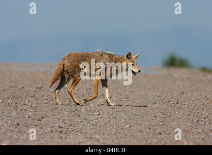 Coyote Canis Latrans überqueren einen Schotterweg verfolgen in Red Rock Lakes National Wildlife Refuge Montana im Juli Stockfoto