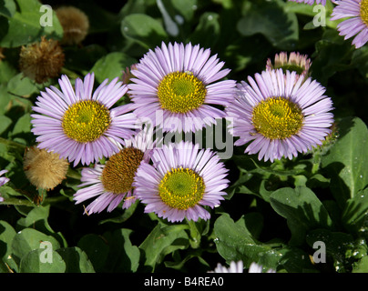 Seaside Fleabane oder Seaside Daisy, Erigeron glaucus, Asteraceae California, USA, Nordamerika Stockfoto