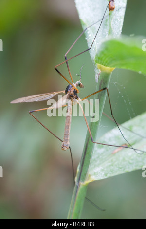 Kran-Fly Tipula Oleracea Erwachsenen im Ruhezustand auf einem Pflanzenstängel Stockfoto