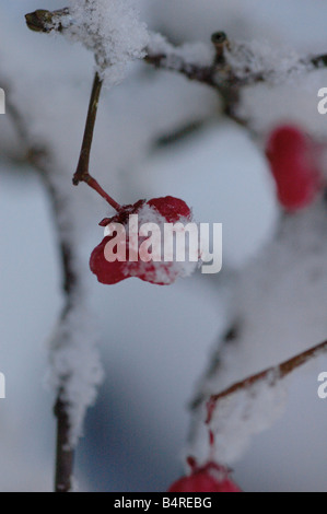 Rote Beeren und Zweige mit Schnee Stockfoto