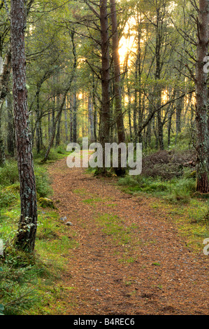 Waldweg in der Ravens Rock Gorge in der Nähe von Lairg in Sutherland, Schottland, mit abendlichem Sonnenlicht durch die Bäume. Stockfoto