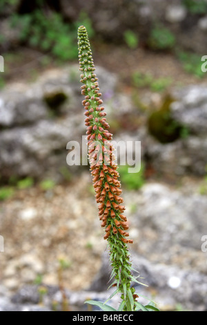 Spanischen Fingerhut Digitalis Parviflora Scrophulariaceae Stockfoto