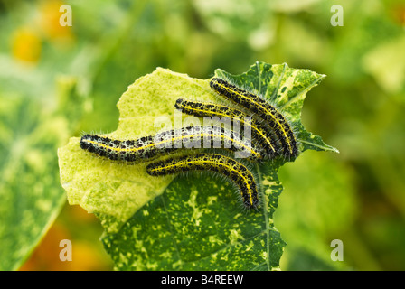 Vier Raupen der Kapuzinerkresse Blatt essen Kohl weißen Schmetterling Stockfoto