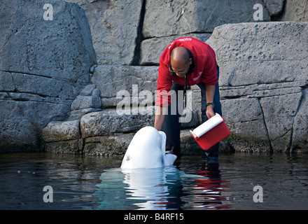 Trainer mit Beluga-Wal in "Vancouver Aquarium" Stockfoto