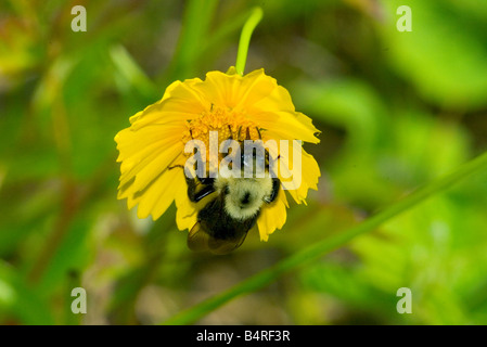 Hummel auf Coreopsis Blume, von Mark Cassino/Dembinsky Photo Assoc Stockfoto