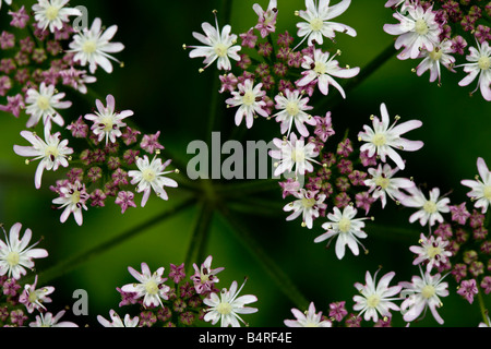 Aufrechte Hedge Petersilie Blumen Stockfoto