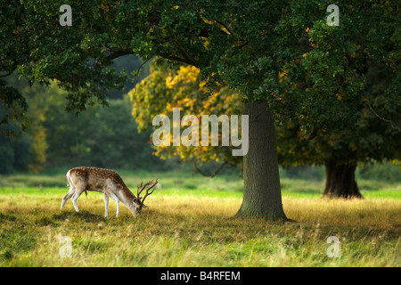 Damwild Buck Beweidung in englischen Wiese und Wald Shropshire England UK United Kingdom GB Großbritannien britische Inseln Stockfoto