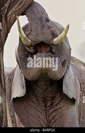 Ein Elefant betrachten Up Stockfoto