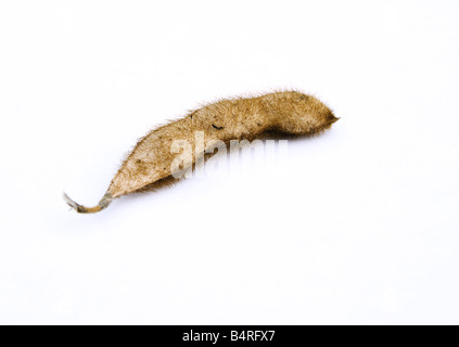 Eine einzigen geschlossenen Sojabohne Hülse sitzt vor einem weißen Hintergrund. Stockfoto