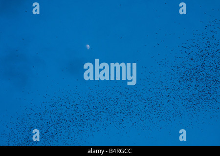 Fledermäuse fliegen aus ihrer Fledermaus Höhle in Callao, Cagayan Valley, nördlichen Philippinen, Asien Stockfoto