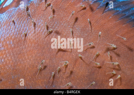 Fütterung der Haut Pompadour Diskus rot braun weiblich männlich SANTAREM Diskusfische Cichlid Brut Nest Eier Luke Hatchi bemuttern Stockfoto