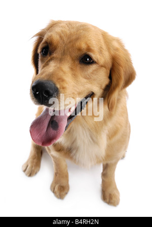 Golden Retriever Stockfoto