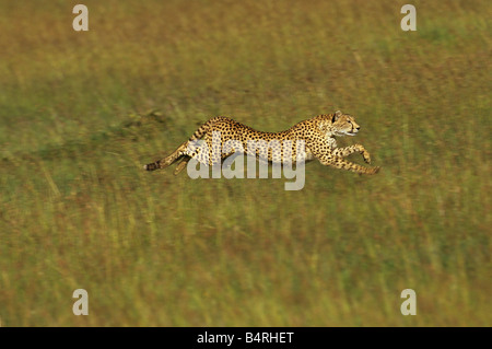 Gepard mit voller Geschwindigkeit Stockfoto