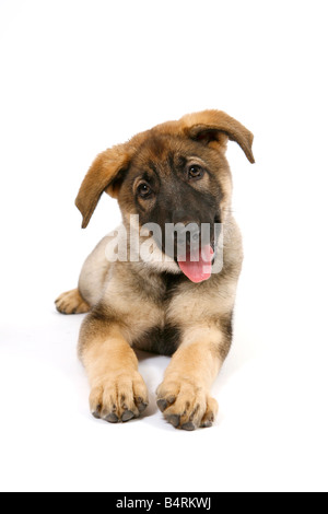 Ein drei Monate Alter Schäferhund Welpen neugierig in die Kamera starrt Stockfoto