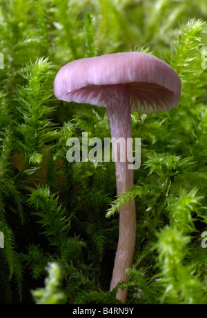 Amethyst Betrüger, Lacktrichterling Amethystea, Pilze wachsen auf dem Boden im Laubwald Stockfoto