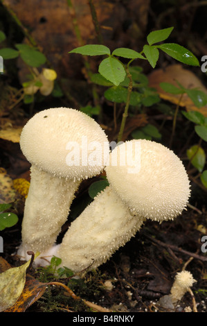 Gemeinsamen Puffball Pilze, Lycoperdon Perlatum, wachsen auf dem Boden in gemischt Wald, Flotte Tal, Dumfries & Galloway Stockfoto