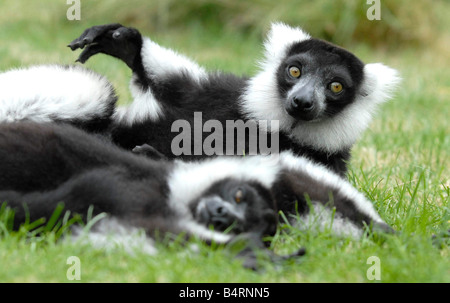 Sechs Lemuren sind gerade angekommen in Birmingham Nature Centre just in Time an die Besucher während der Schulferien treffen Entspannung bevor ihr Debüt sind ein paar schwarze und weiße Ring tailed Ruffed Lemuren angekommenen vom Drusillas Park in Sussex Stockfoto