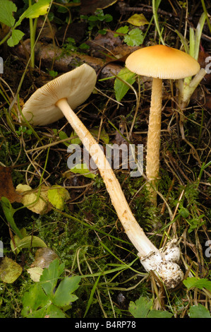 Orange Grisette Pilze, Amanita Crocea, wachsen auf dem Boden in gemischt Wald, Flotte Tal, Dumfries & Galloway Stockfoto