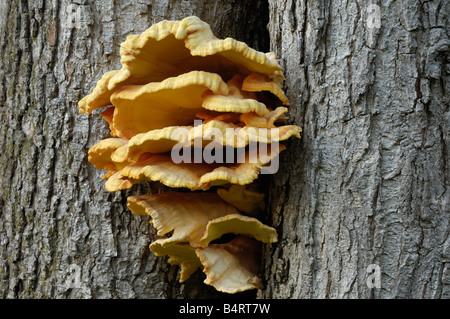 Huhn des Waldes, auch bekannt als Schwefel Polypore, Laetiporus Sulphureus, Pilze wachsen auf Eiche Stockfoto