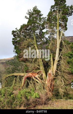 STURMSCHÄDEN AN KONIFEREN BAUM CADER IDRIS WALES Stockfoto