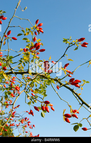 Hagebutten wachsen in Hampshire gegen ein strahlend blauer Himmel Stockfoto