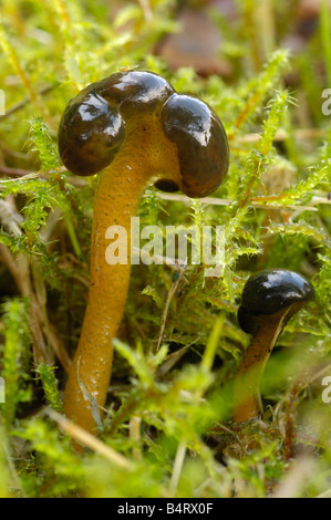 Jellybaby Pilz, Leotia Lubrica, Stockfoto