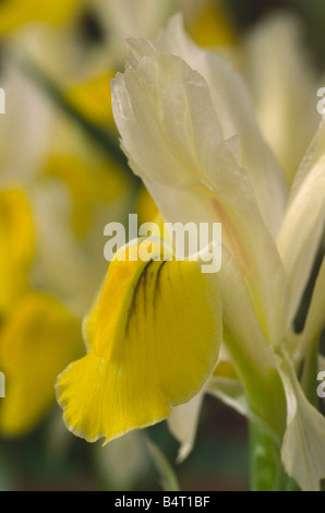 Iris Bucharica AGM Nahaufnahme von Herbst und Standard von gelben und weißen Juno-Iris. Stockfoto