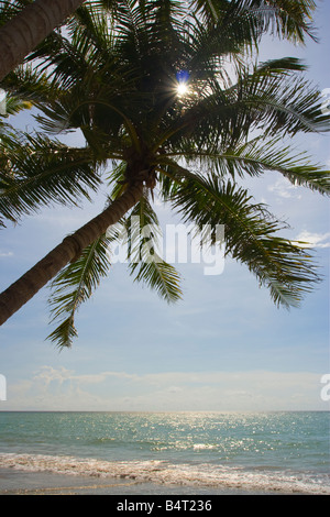 Kokospalmen entlang des Strandes bei Pohon Batu an der West Küste von Labuan Island Sabah Malaysia Stockfoto