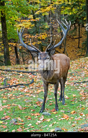 Rotwild im Herbst Stockfoto