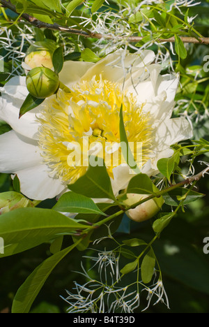 Kontrastierende Blume Texturen erzeugen Spannung im Garten. Große fette Pfingstrosen Kontrast mit fein strukturierten Fringe Baum Blumen. Stockfoto