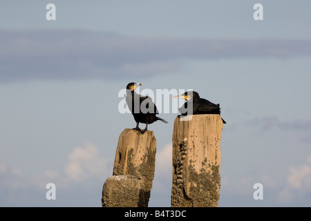 Zwei Kormorane ruht auf Buhne Beiträge Stockfoto