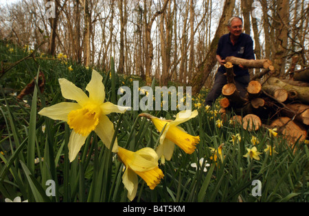 Wildlife Trust Warden Peter Hatherley stapelt Holz in einem Teppich von wilden Narzissen an die Studentin Ybwl Nature Reserve in der Vale of Glamorgan 27. März 2003 Stockfoto