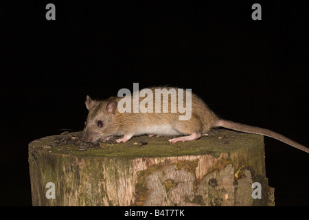 Rattus Norvegicus braune Ratte Wanderratte Säugetier Stockfoto